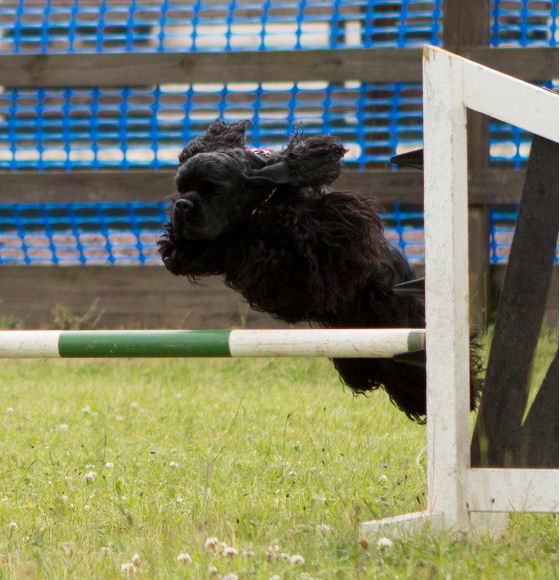 Cher over the hurdle