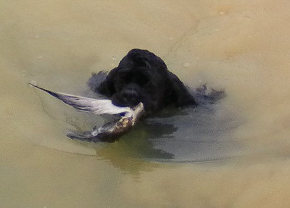 Puff O Smoke in the water