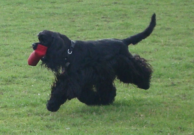 Puff O Smoke retrieving